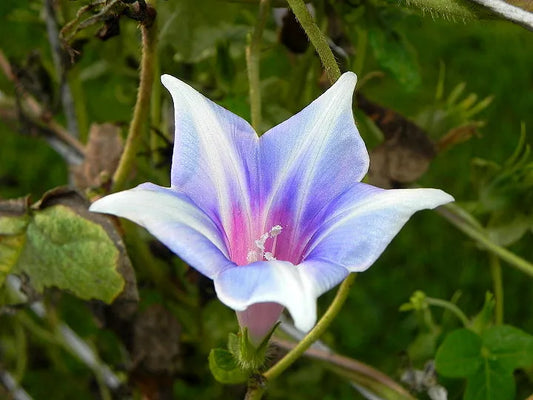 Kikyo Quasar Japanese – Garden Flower Seeds