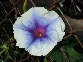 Persephone Japanese Morning – Garden Flower Seeds