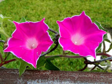 Kikyo Red Japanese – Garden Flower Seeds