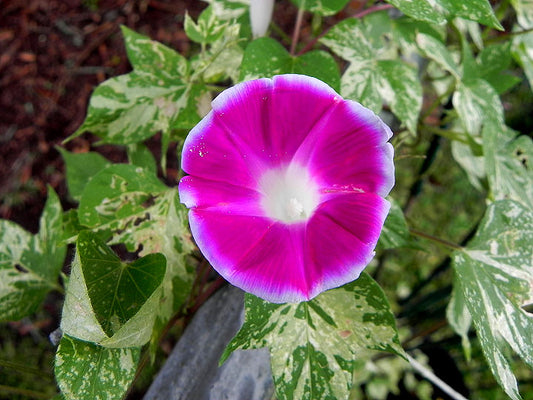 Cameo Elegance Japanese – Garden Flower Seeds