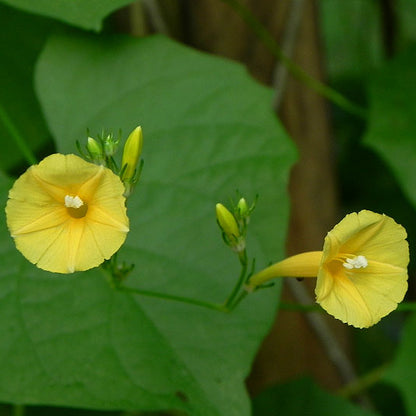 Yellow Trumpet Ipomoea – Garden Flower Seeds