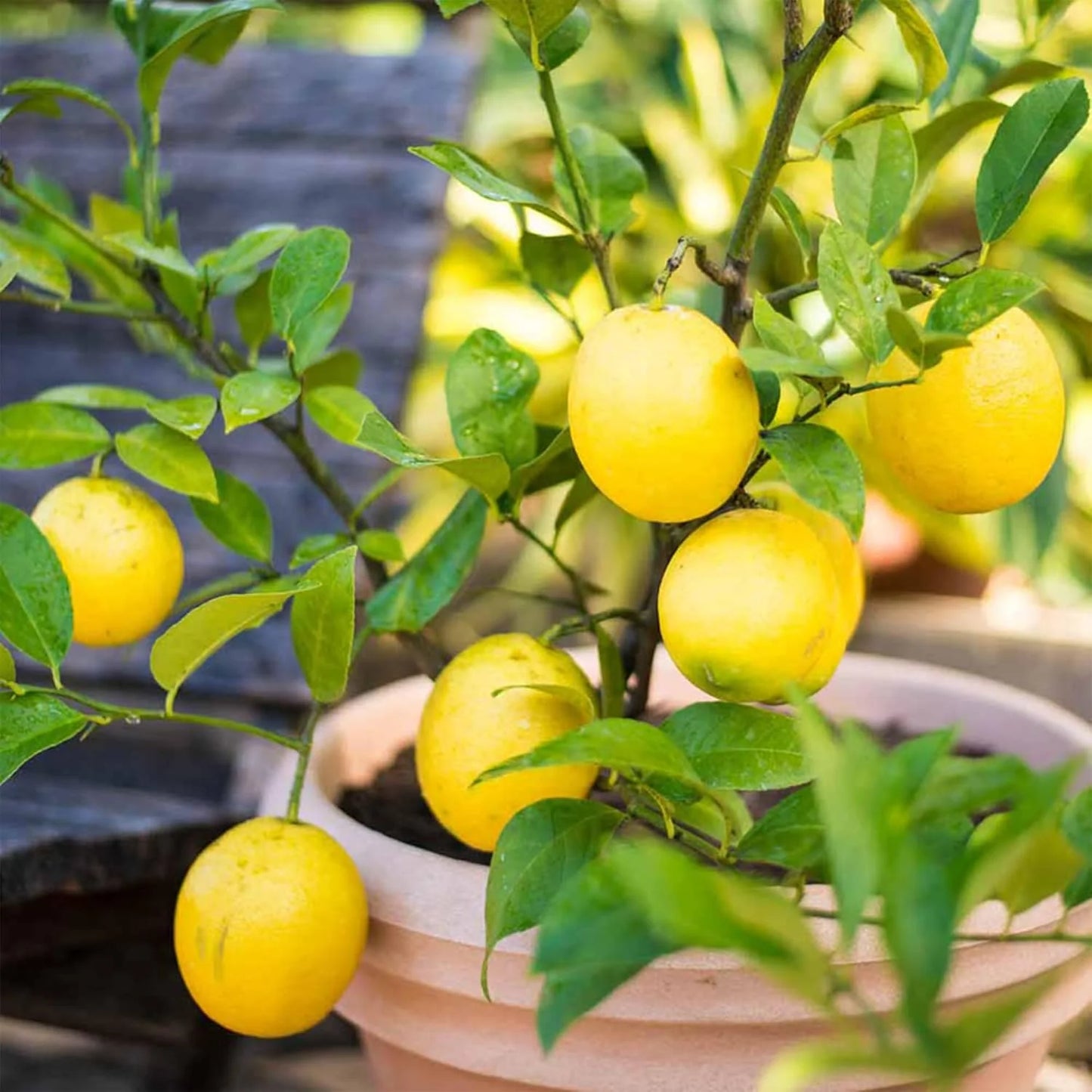 Citrus Lime (Citrus aurantiifolia) Seeds for Planting – Heirloom, Non-GMO, Easy to Grow, Evergreen Fruit Variety