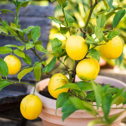 Citrus Lime (Citrus aurantiifolia) Seeds for Planting – Heirloom, Non-GMO, Easy to Grow, Evergreen Fruit Variety