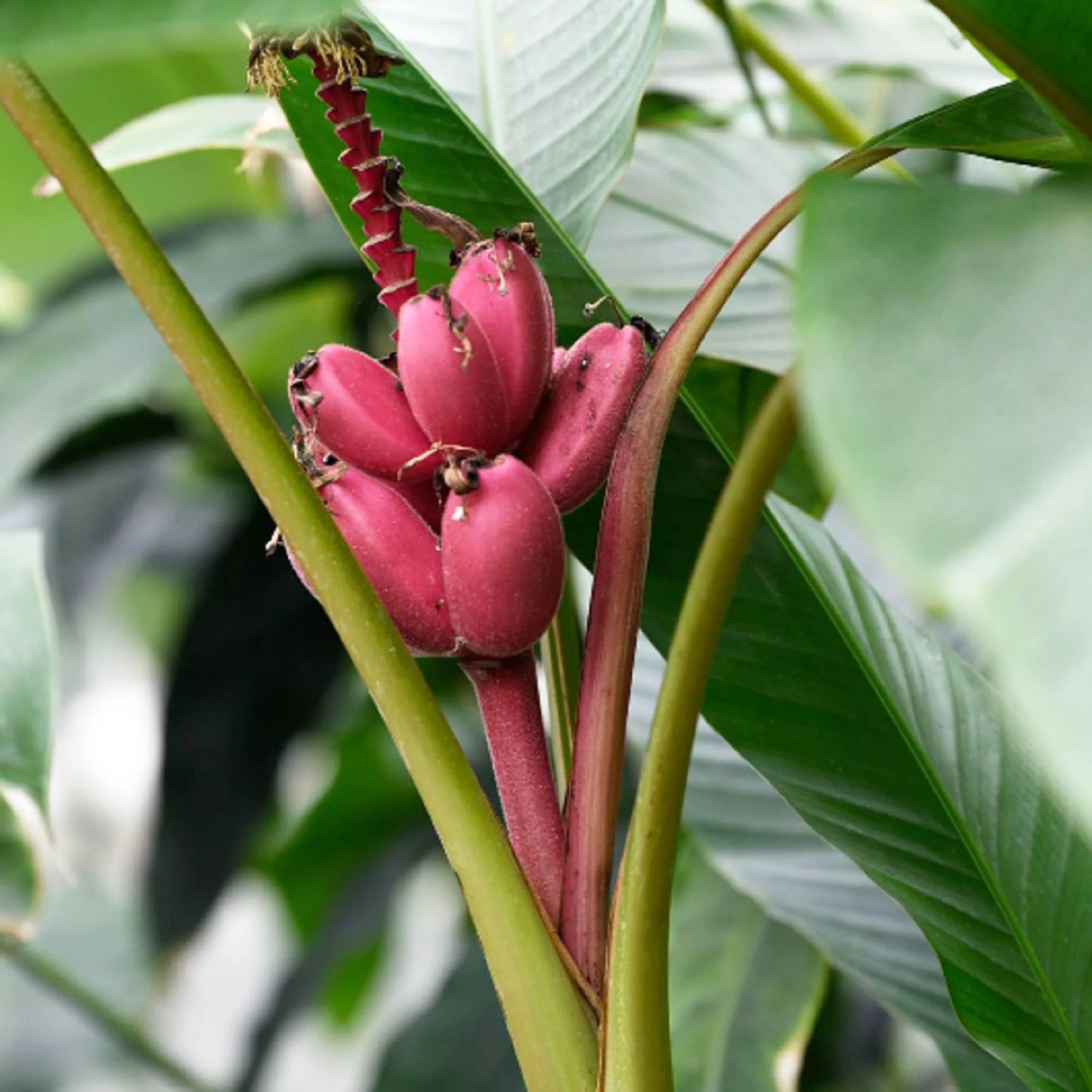 Seeds Ornamental Banana – Perennial, Dwarf, Garden Fruit Seeds
