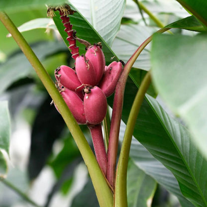 Seeds Ornamental Banana – Perennial, Dwarf, Garden Fruit Seeds