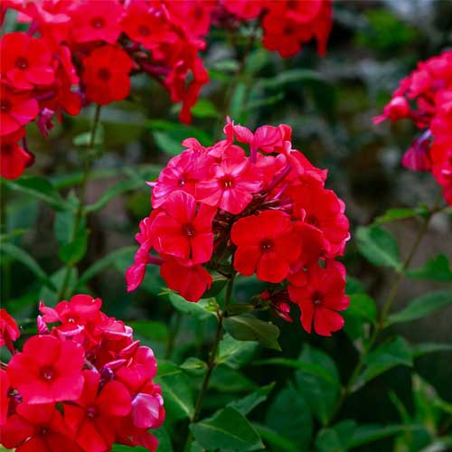 Red Drummond Phlox – Colorful Wildflower Garden Seeds