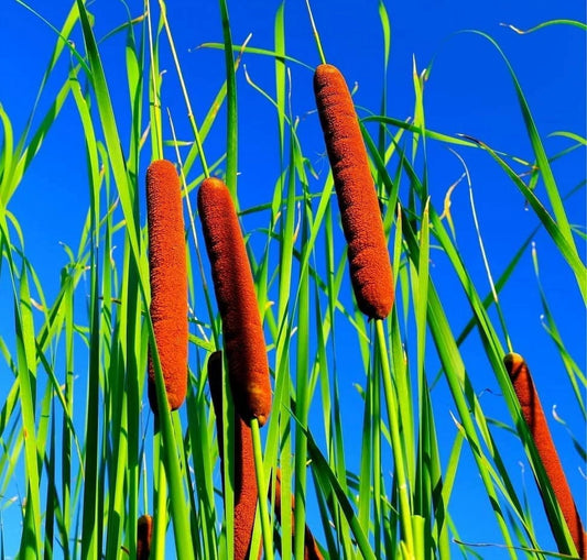 Cattail Bulk Seeds – Garden Flower Seeds