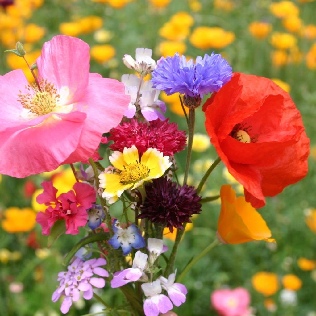 Wild Meadow Flower Mix Seeds – Heirloom, Non-GMO, Annual and Perennial Blend for Planting