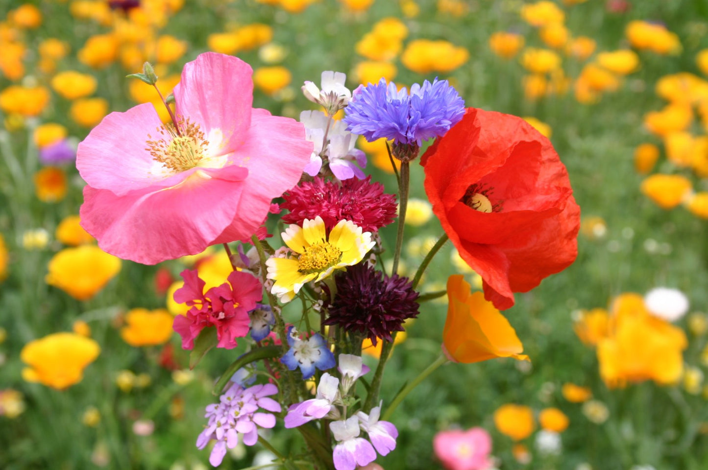 Wildflower Mix – Early Bird Garden Flower Seeds