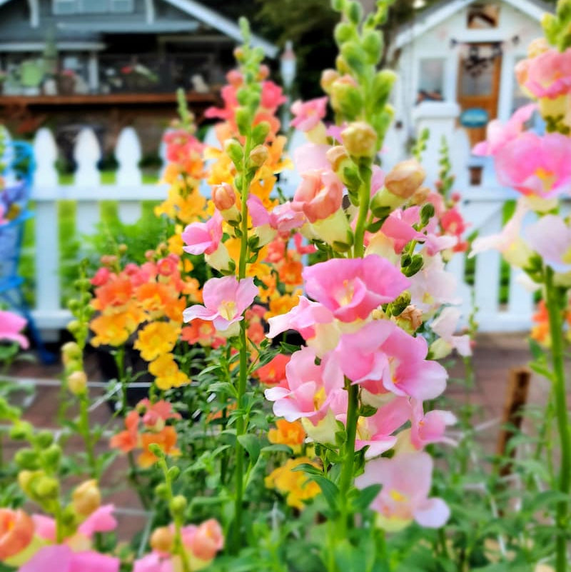 Snapdragon Antirrhinum Dark – Mixed, Annual Flower Seeds