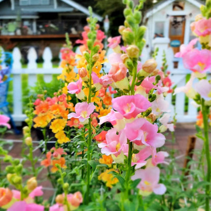 Snapdragon Antirrhinum Dark – Mixed, Annual Flower Seeds