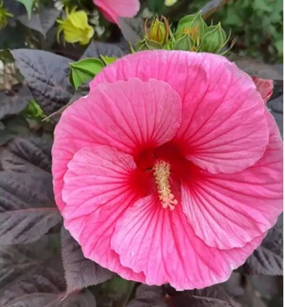 Mauve Dinnerplate Hibiscus – Perennial Flower Seeds