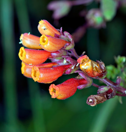 Chilean Glory Vine Eccremocarpus Scaber – Mixed Color Garden Seeds