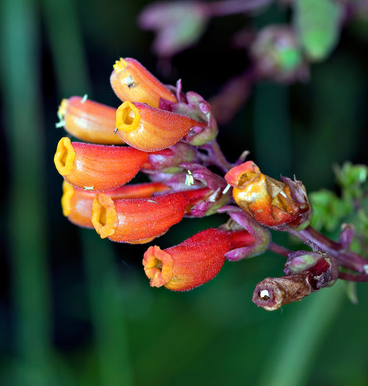 Chilean Glory Vine Eccremocarpus Scaber – Mixed Color Garden Seeds