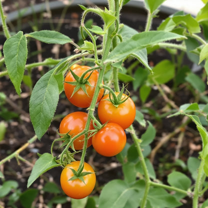 Cherry Tomato Nongmo – Garden Vegetable Seeds