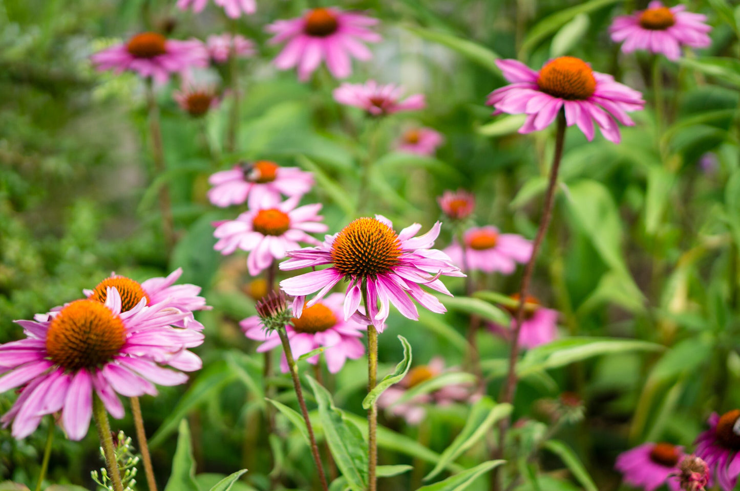 Narrow Leaf Purple Coneflower – Hardy Wildflower Garden Seeds