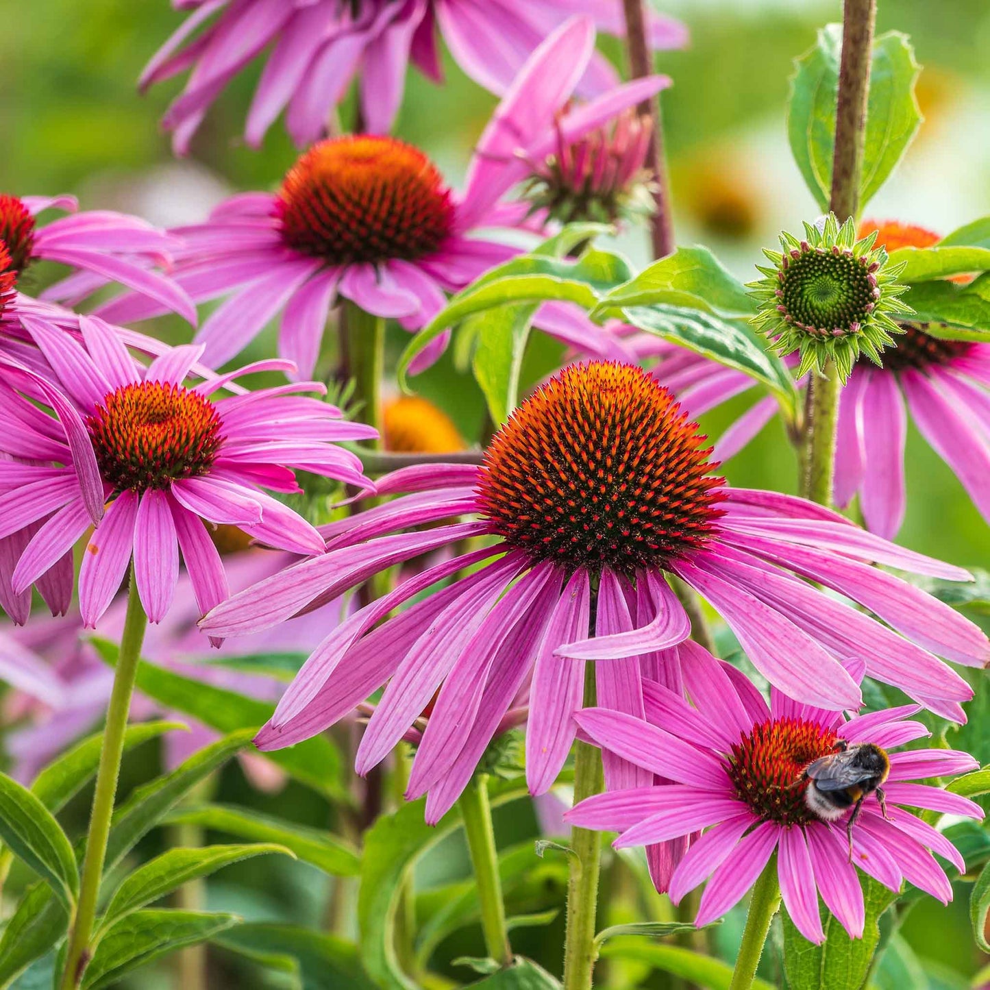 Pale Purple Coneflower – Hardy Wildflower Seeds