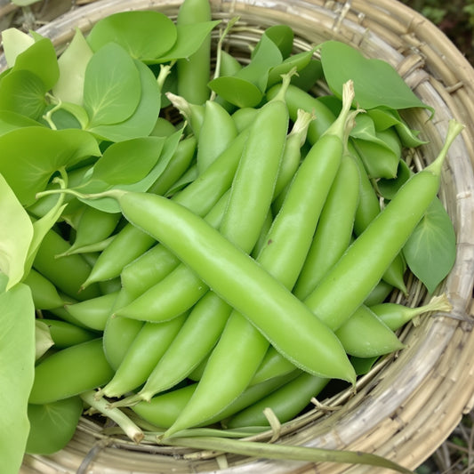 Sugar Snap Pea – Garden Vegetable Seeds