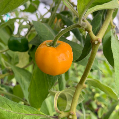 Honey Badger Manzano – Garden Vegetable Seeds