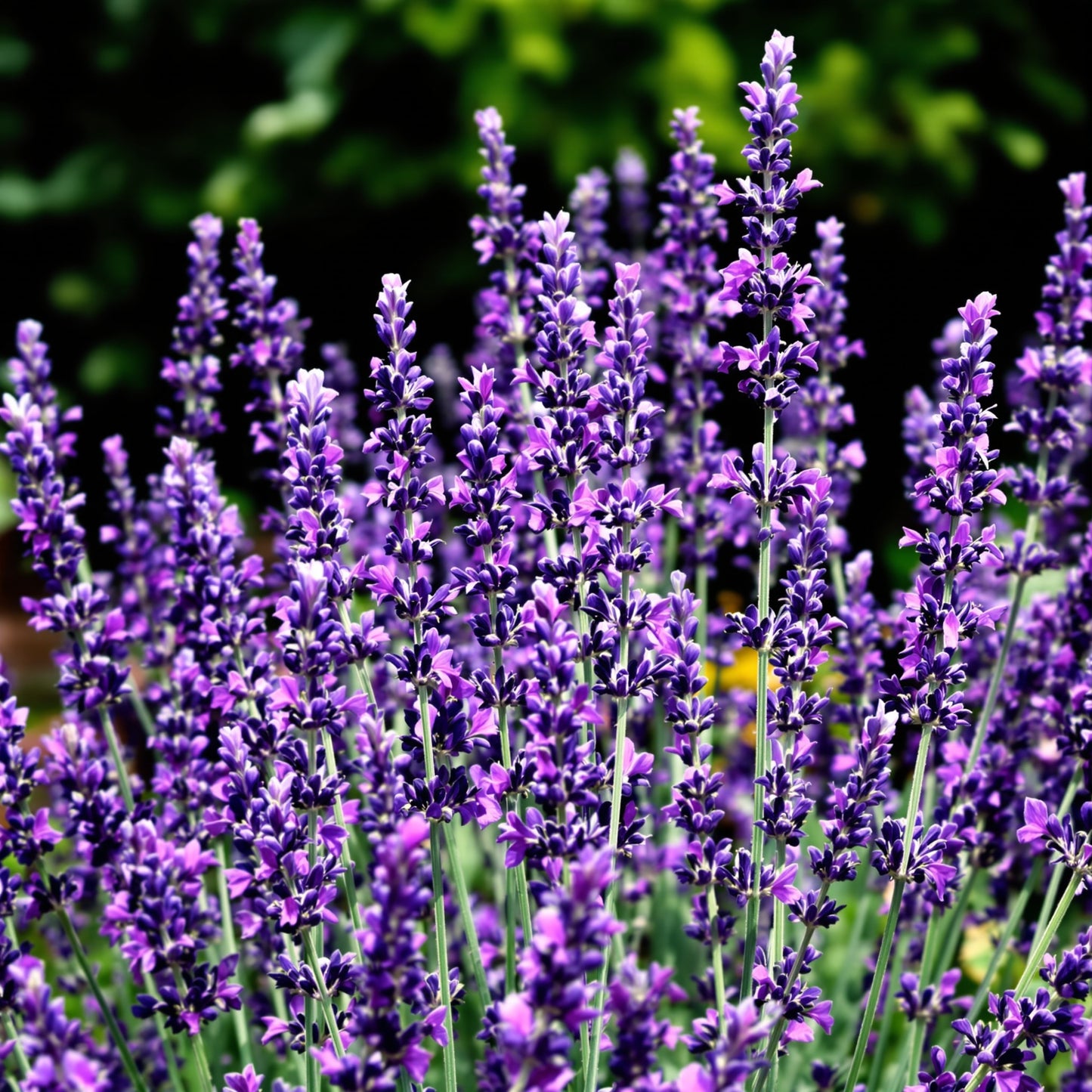 Red Lavender Perennial – Perennial Herb Seeds