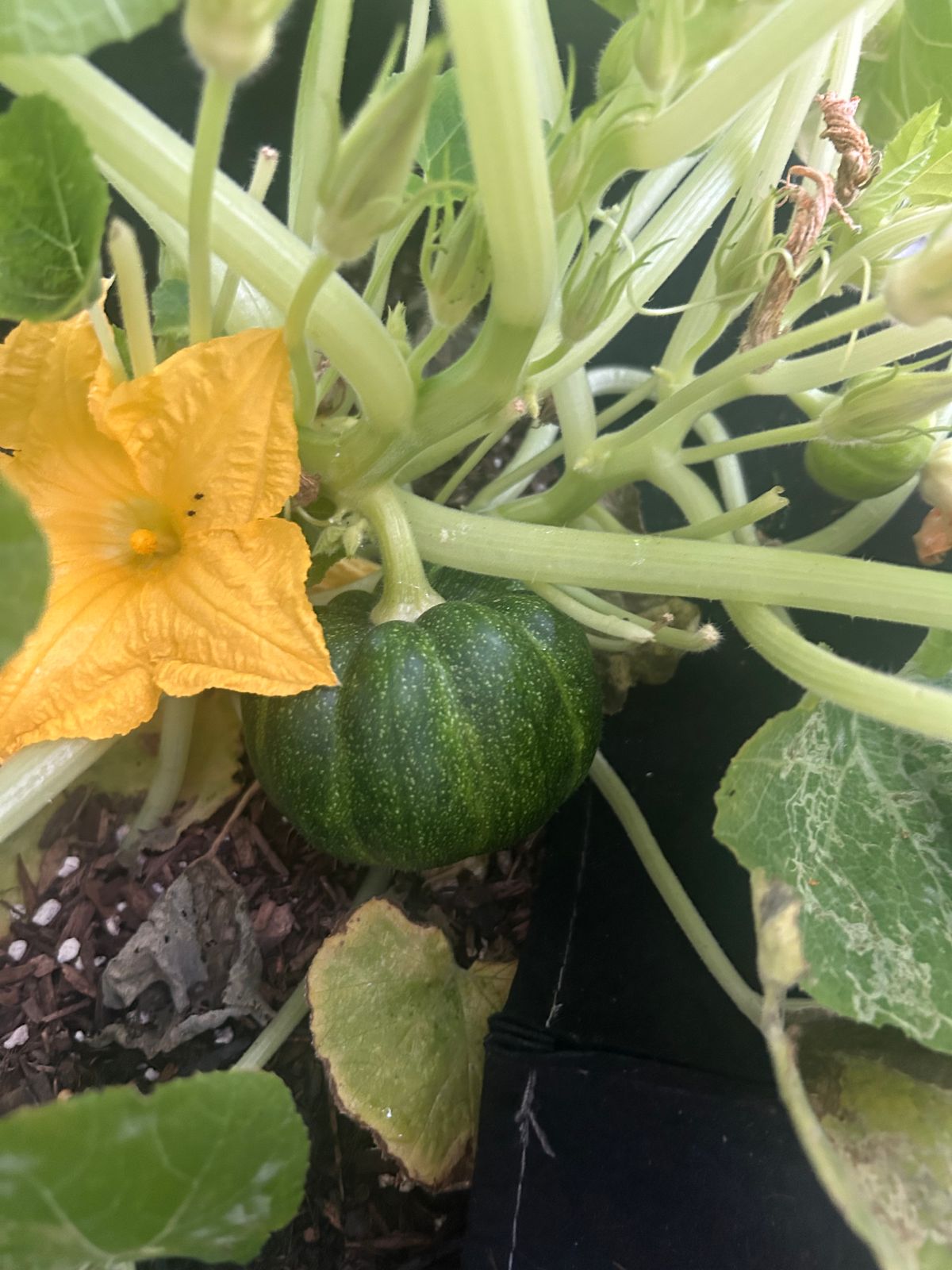Exotic Black Pumpkin Seeds To Grow Stunning Black Kat Pumpkins – Perennial Flower Seeds