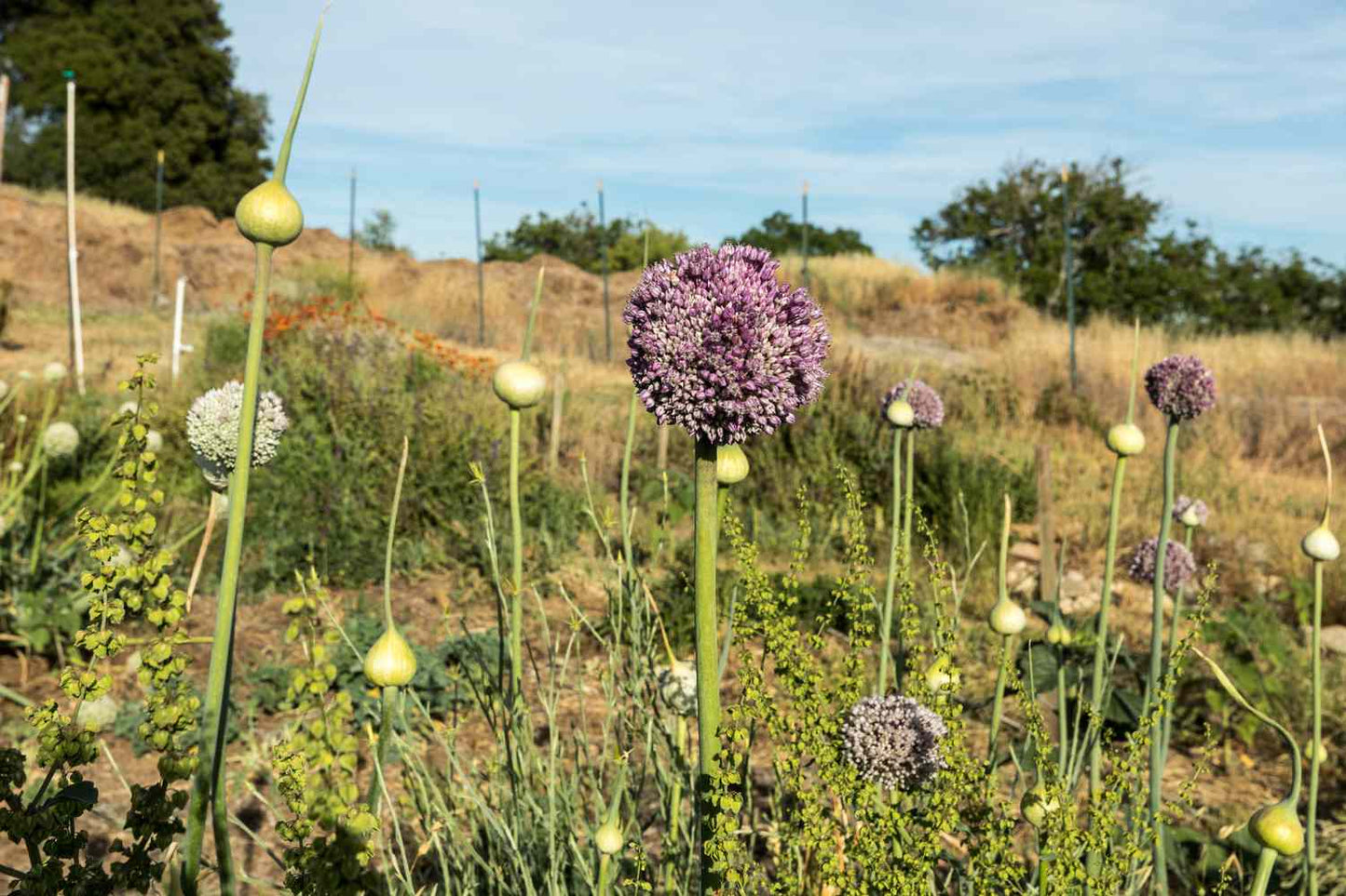 Elephant Garlic – Vegetable Garden Seeds