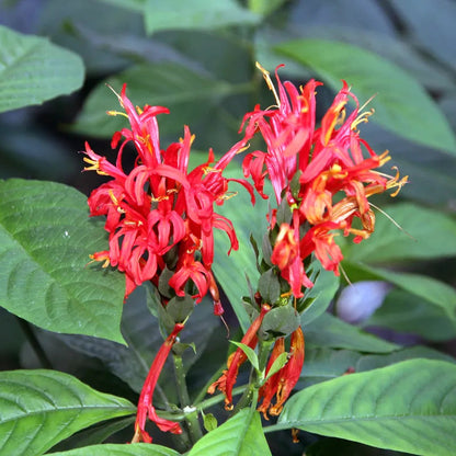 Pachystachys Red Lutea Ornamental Flower Seeds – Tropical Decorative Blooms for Planting