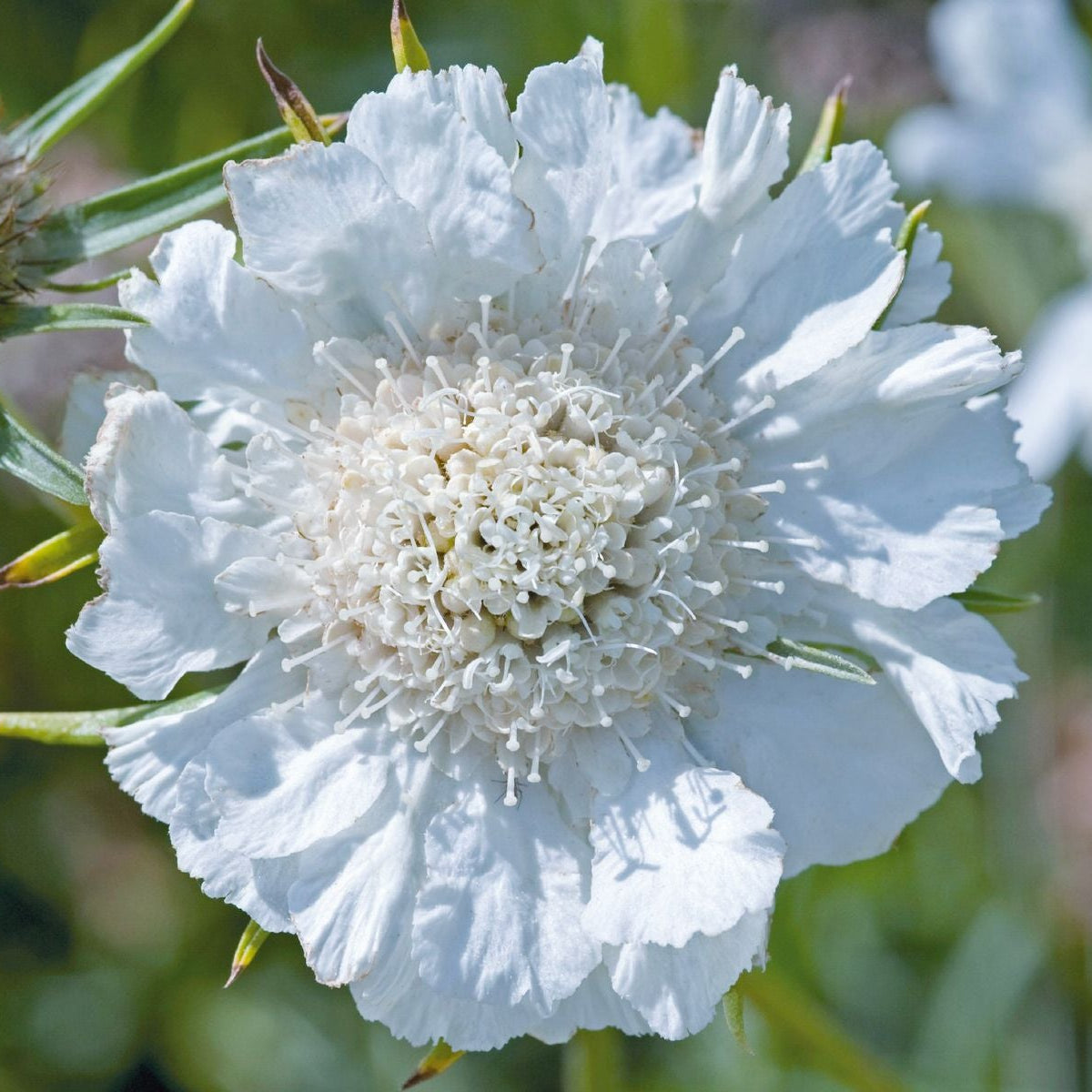 Scabiosa Fama White Seeds – Pure White Pincushion Flower for Gardens & Cut Displays