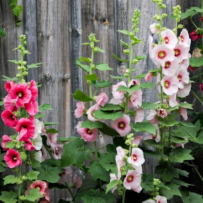 Alcea Rosea Hollyhock – Mixed, Perennial Flower Seeds