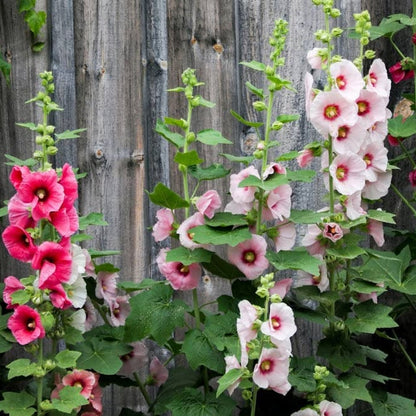Alcea Rosea Hollyhock – Mixed, Perennial Flower Seeds