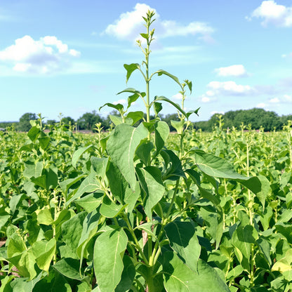 Yard Long Cowpea – Garden Vegetable Seeds