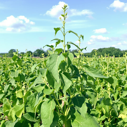 Yard Long Cowpea – Garden Vegetable Seeds