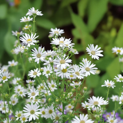 Cerastium Perennial Flower – Perennial Flower Seeds