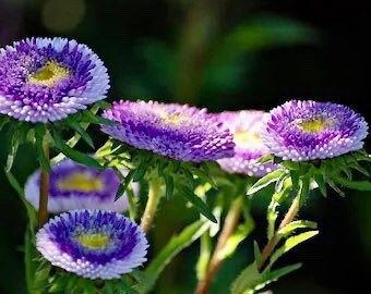 Aster Pompon Blue Moon Callistephus Chinensis – Dwarf Pompon Garden Flower Seeds