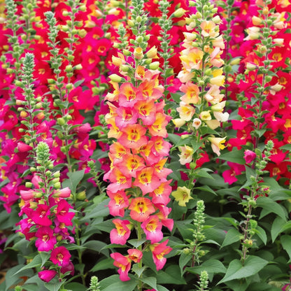 Snapdragon Antirrhinum Lipstick – Colorful, Annual Flower Seeds