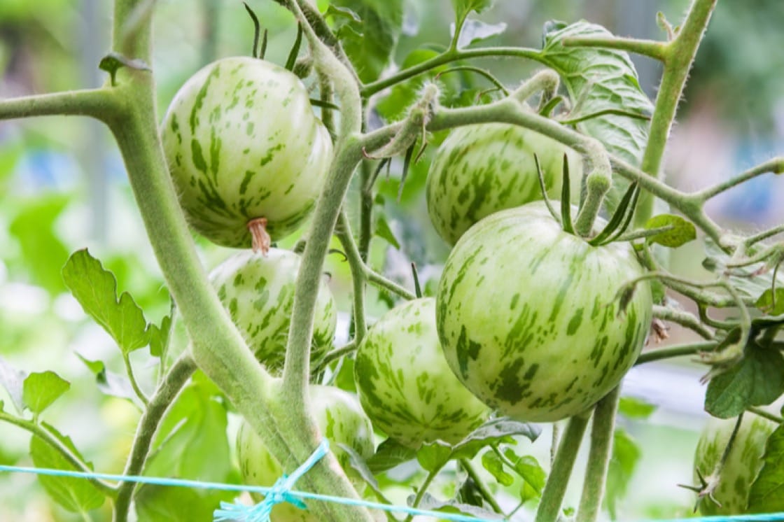 Green Ripper Tomato – Heirloom Vegetable Garden Seeds