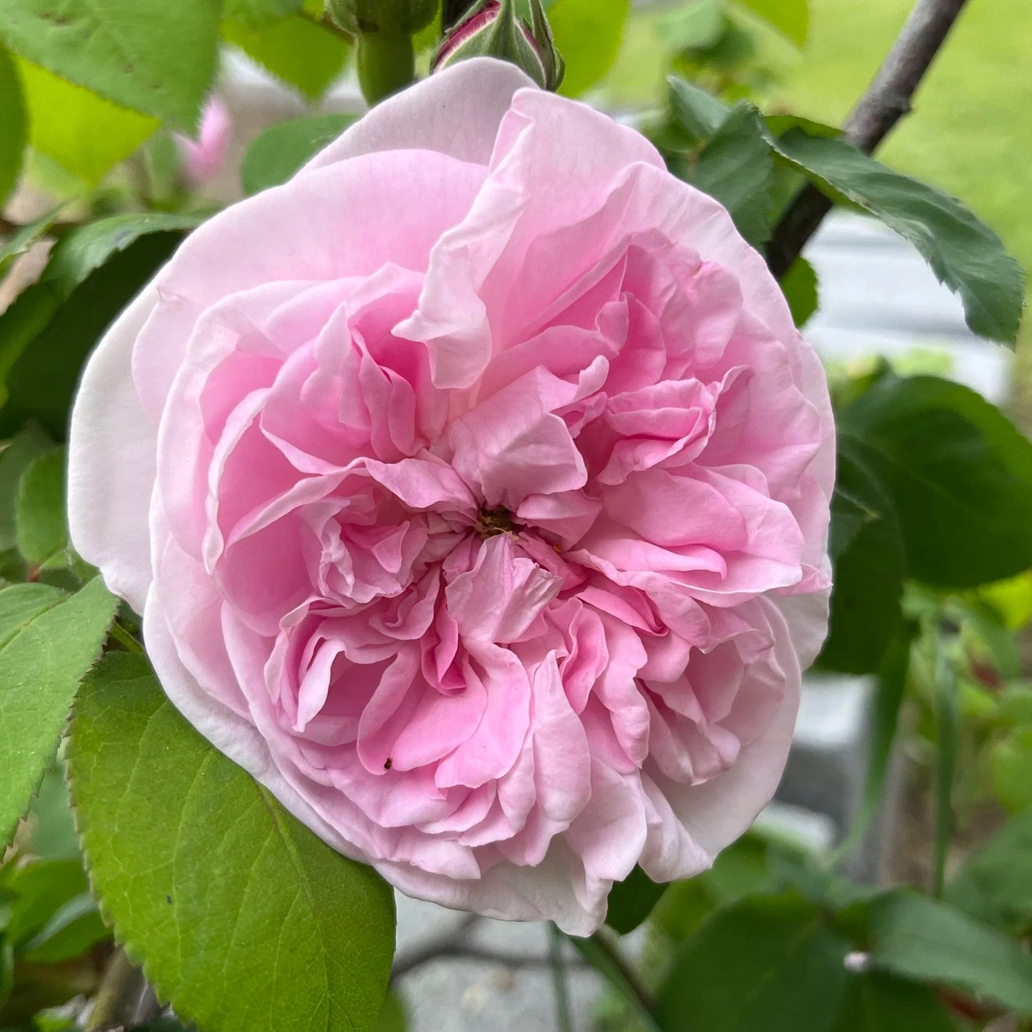 Rosa ‘Fantin-Latour’ Blush and Cream Old Garden Rose Plant