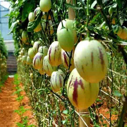 Pepino ‘Rio Bamba’ Seeds for Planting – Heirloom, Non-GMO, Compact Growth Variety