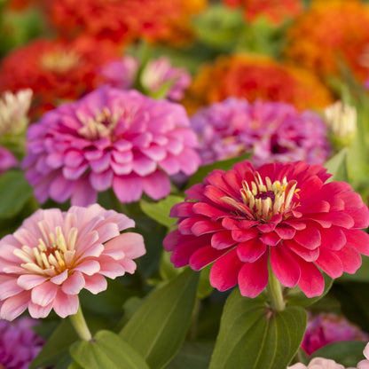 Annual Flower Seeds for Planting – Heirloom, Non-GMO, Easy to Grow, Seasonal Blooms