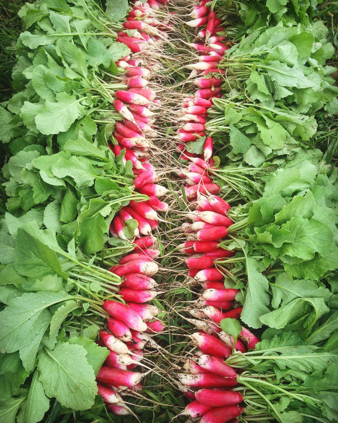 French Breakfast Summer Radish Seeds for Planting ( Seeds)