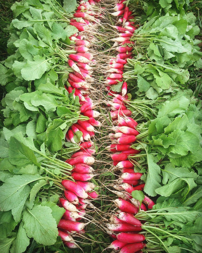 French Breakfast Summer Radish Seeds for Planting ( Seeds)