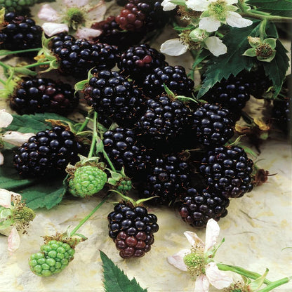 Chester Thornless Blackberry Plugs Blackberry Plugs Category eg, Flower Seeds