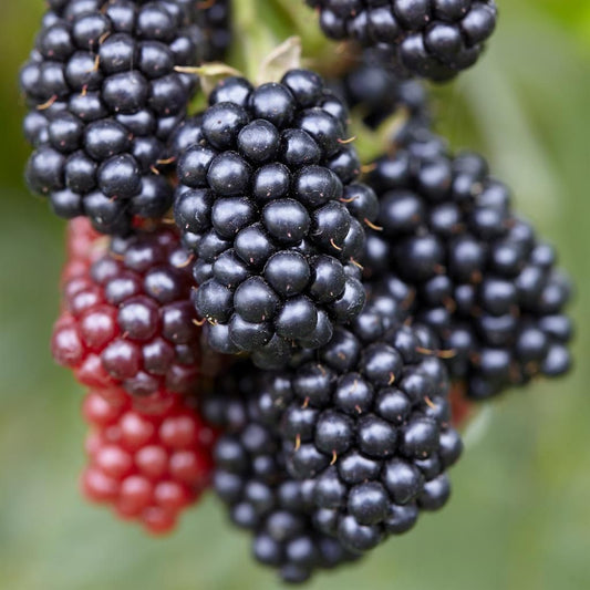 Chester Thornless Blackberry Plugs Blackberry Plugs Category eg, Flower Seeds