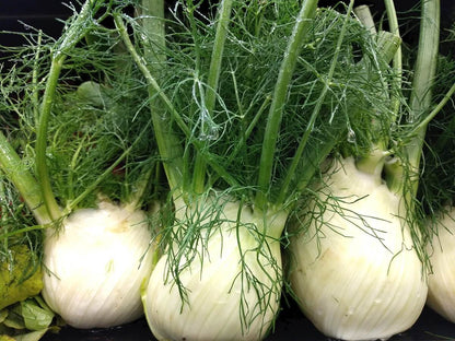 Fennel Florence Foeniculum Vulgare – Garden Herb Seeds