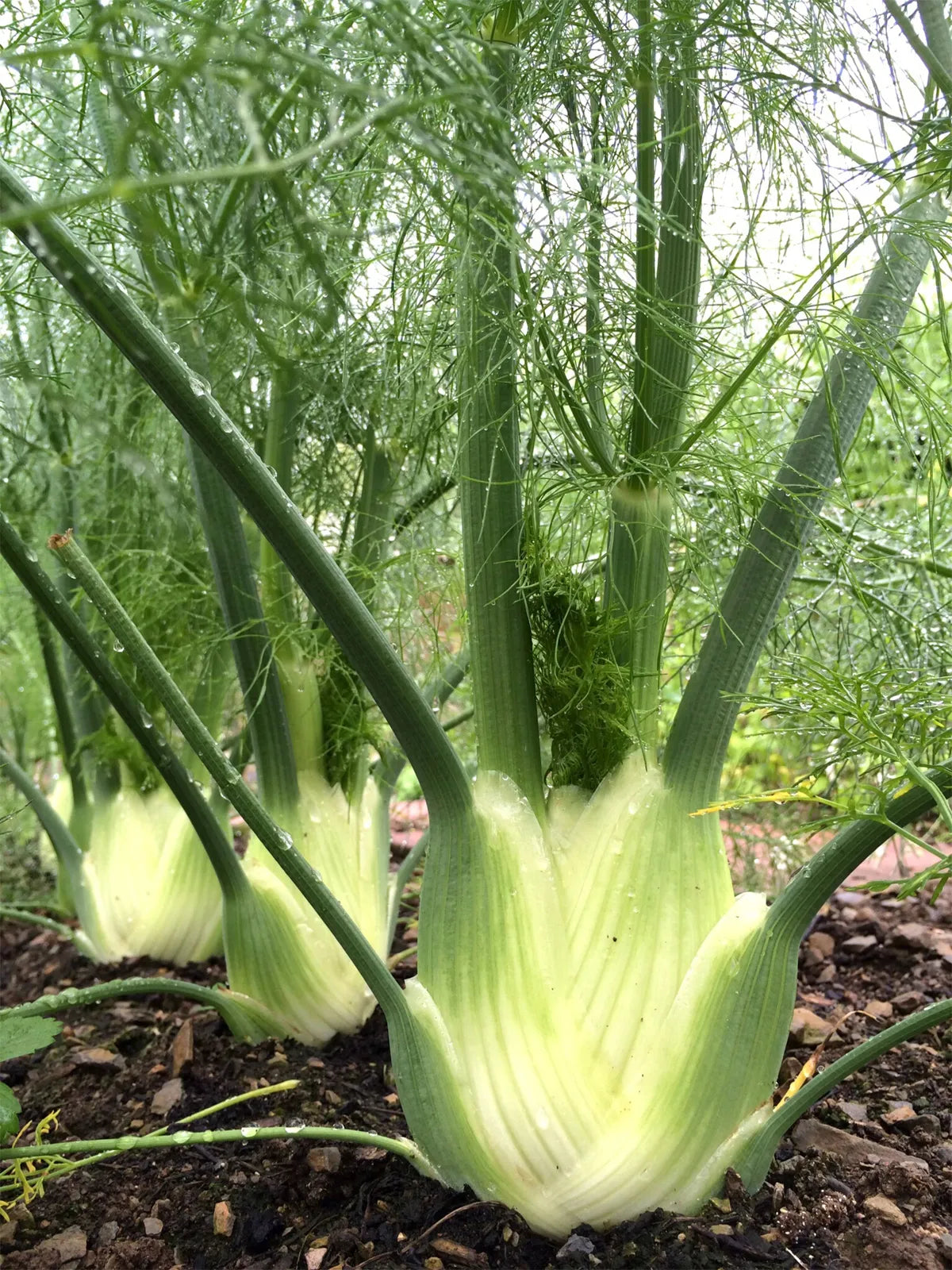 Fennel Florence Foeniculum Vulgare – Garden Herb Seeds