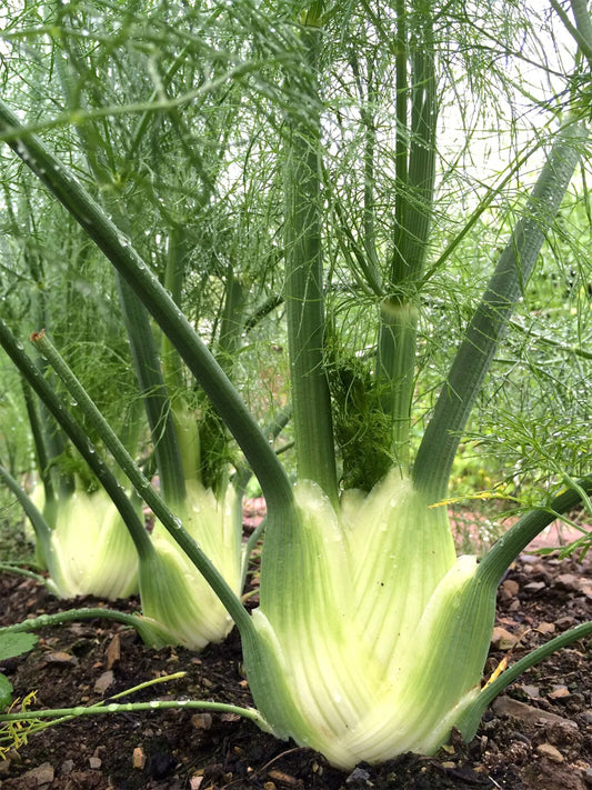 Fennel Florence Foeniculum Vulgare – Garden Herb Seeds