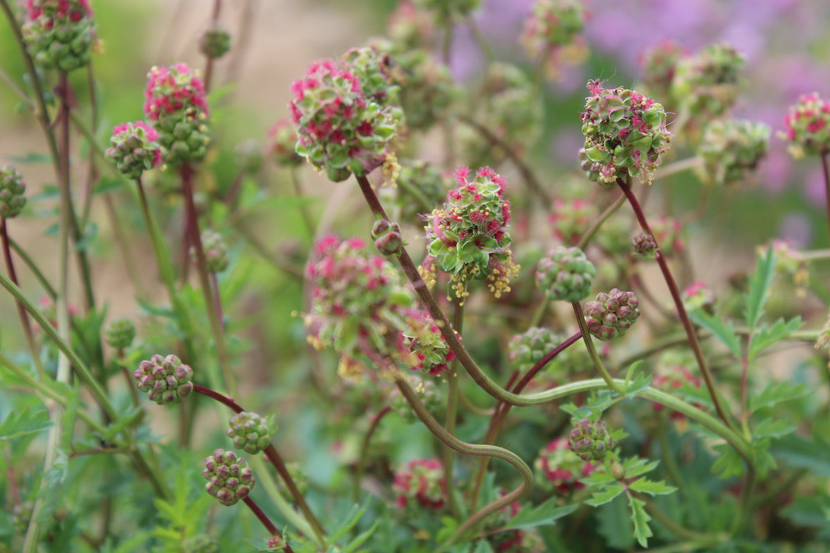 Salad Burnet Sanguisorba Minor – Culinary Herb Seeds