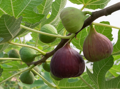 Fig Tree Ficus Carica – Sweet Fruit Garden Seeds