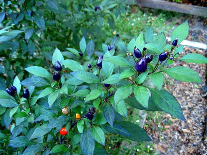 Filius Blue Pepper – Ornamental Garden Flowering Seeds