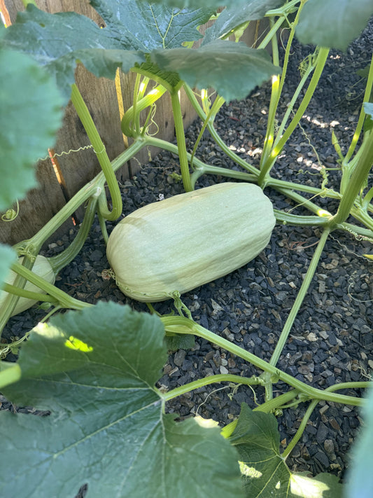 Spaghetti Squash Seeds – Garden Fruit Seeds